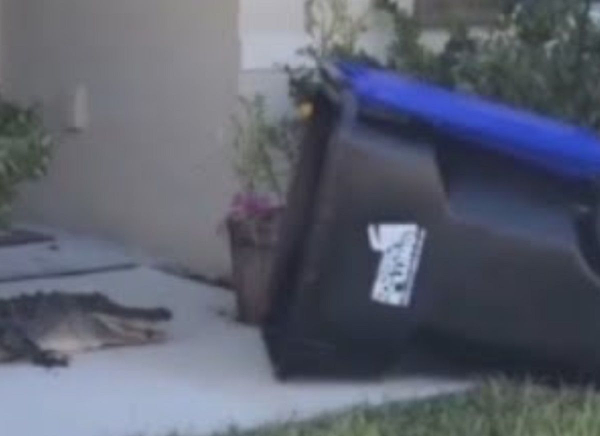 Un hombre usa un contenedor de basura para atrapar a un cocodrilo