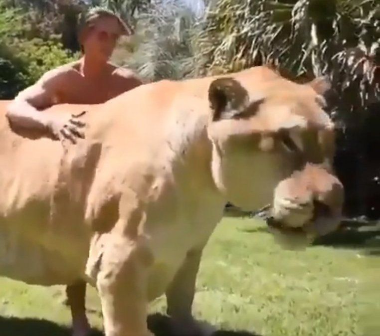 Un ligre: se cruzaron un león y una tigresa y nació un gigante
