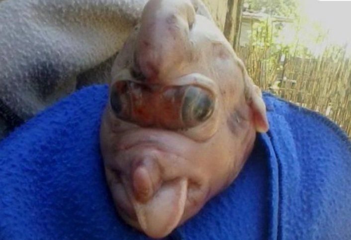 Insólito: una chancha dio a luz una criatura con trompa y ojos deformados