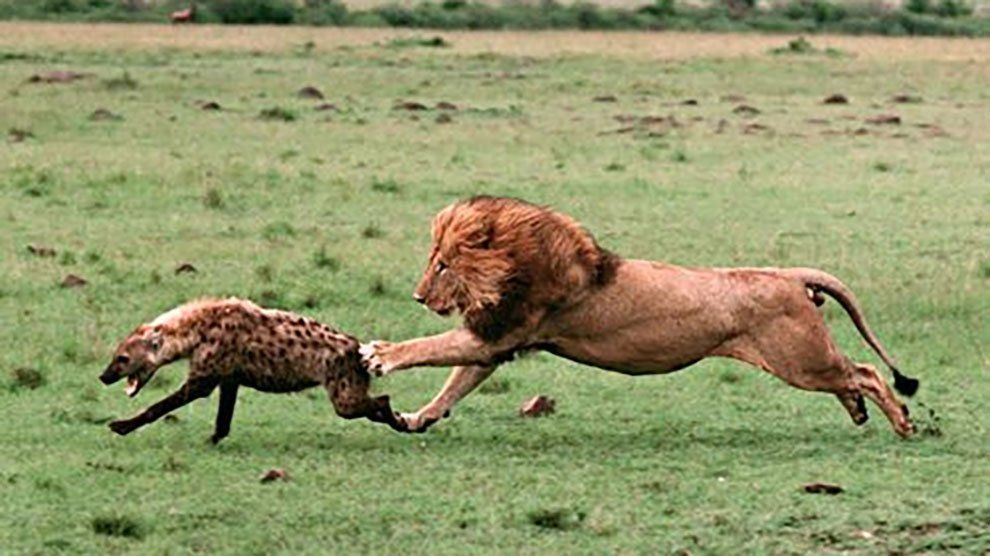 Un león enfrentó a veinte hienas ¿Quién ganará?