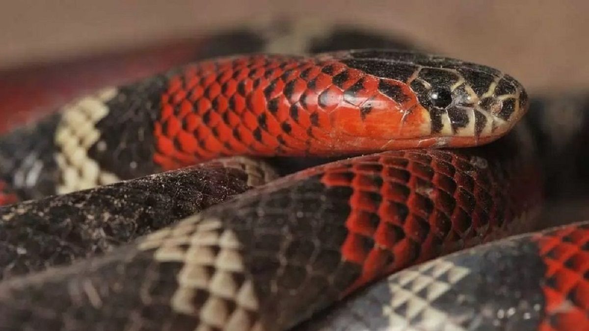 Calor en San Juan: cómo actuar ante la presencia de serpientes