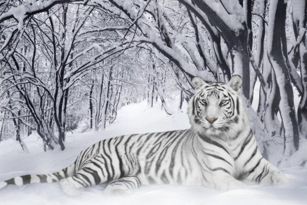 Se descifró el misterio genético del tigre blanco