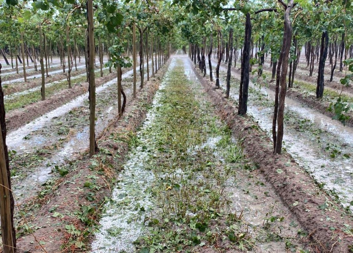 El granizo afectó producciones de tomate y uva de varios departamentos