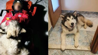 Un perro le salvó la vida a un montañista.