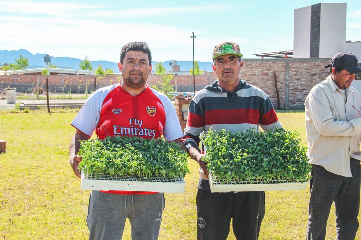 Tras las heladas, Minas Argentinas apoyó al sector chacarero de Jáchal con plantines de tomate