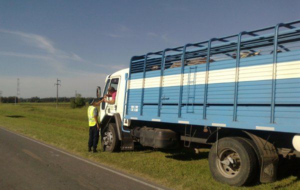 Secuestran tres camiones con 59 vacunos sin documentación en rutas de la provincia