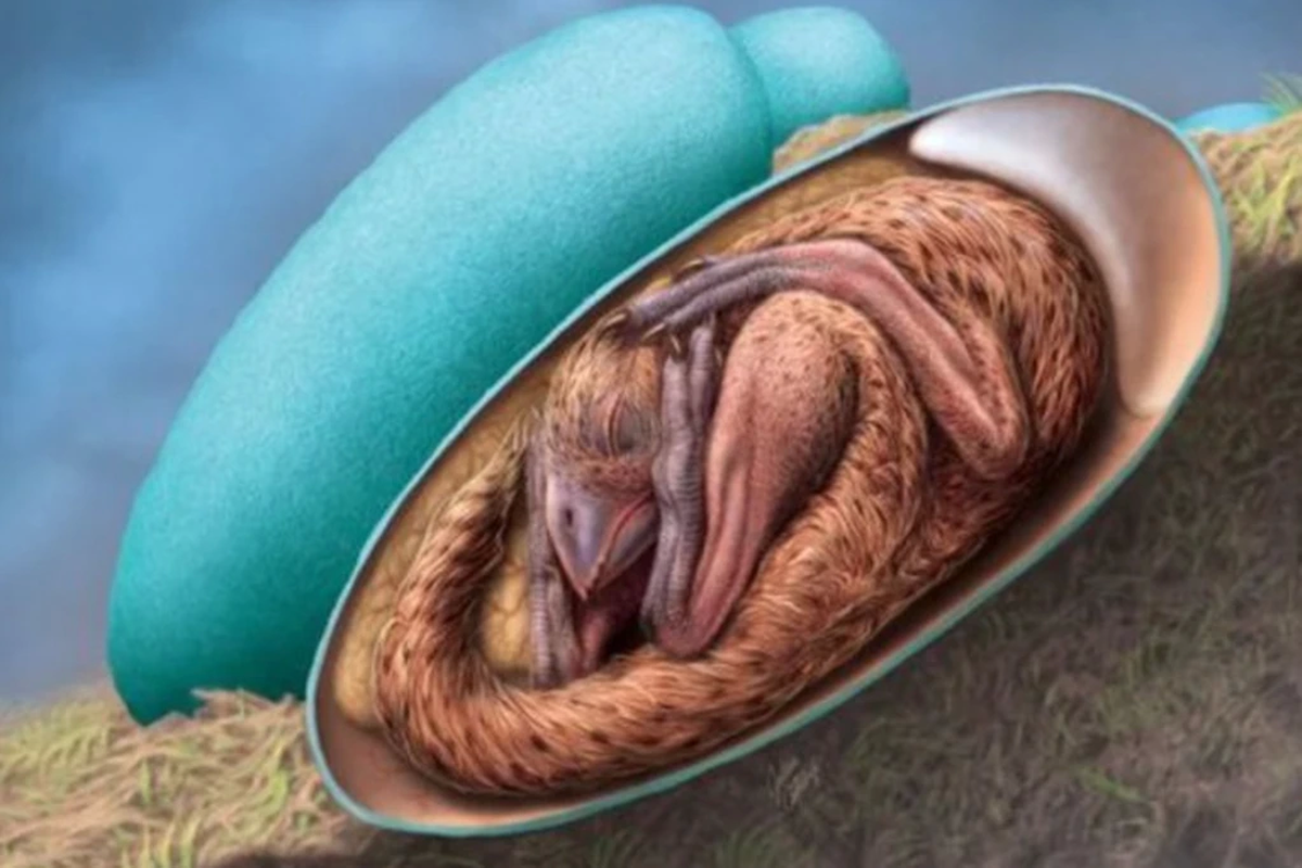 Hallaron un embrión de dinosaurio que se preparaba para nacer