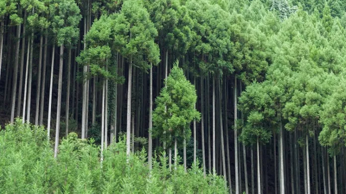 Japón aplica una técnica centenaria y no tala árboles para producir madera