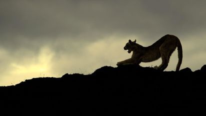 VIDEO: dos leones de montaña se enfrentaron en plena calle