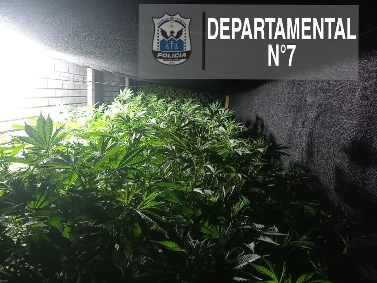 Tenía un invernadero de 60 plantas de marihuana y fue detenido