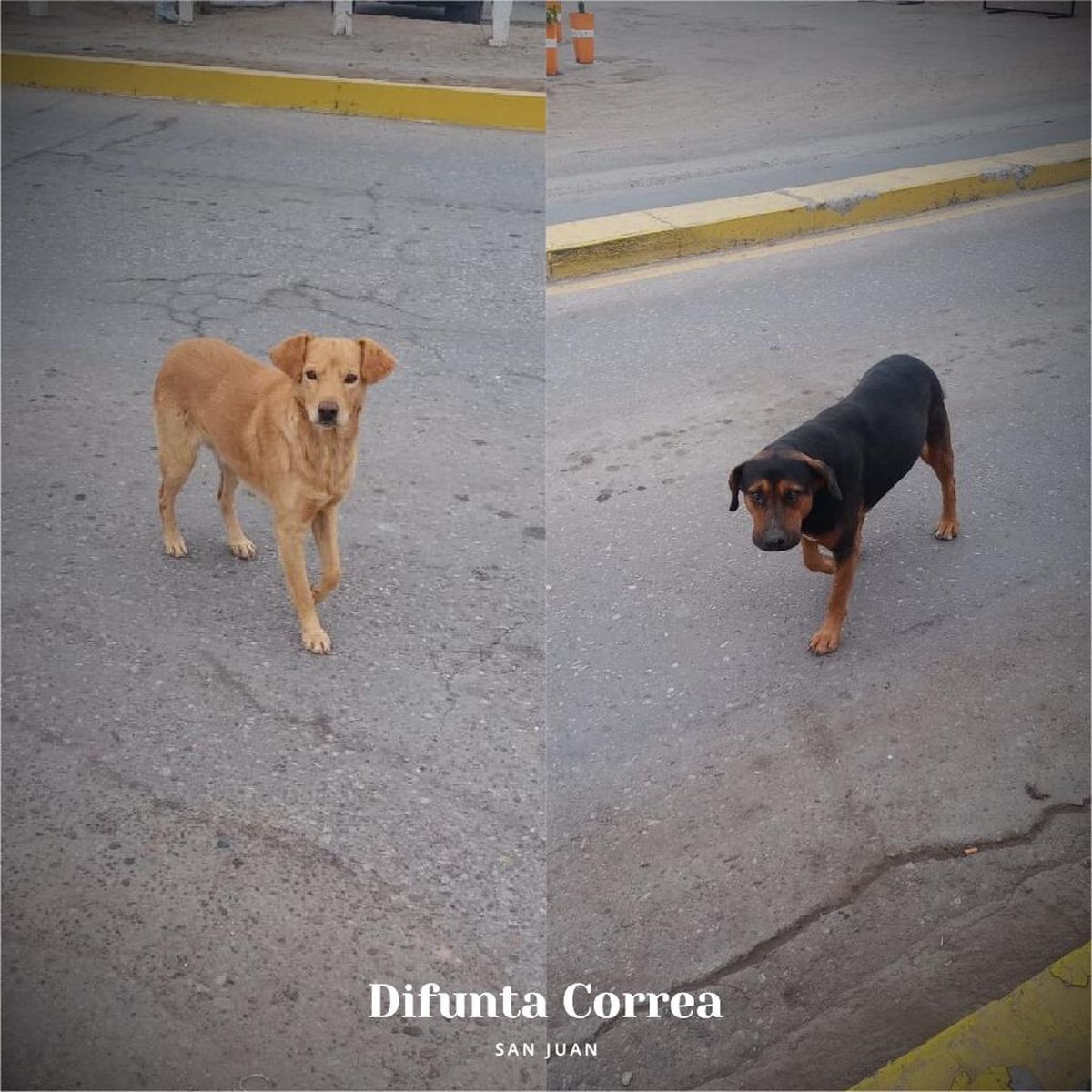 Estiman que abandonan por día un perro en la Difunta Correa