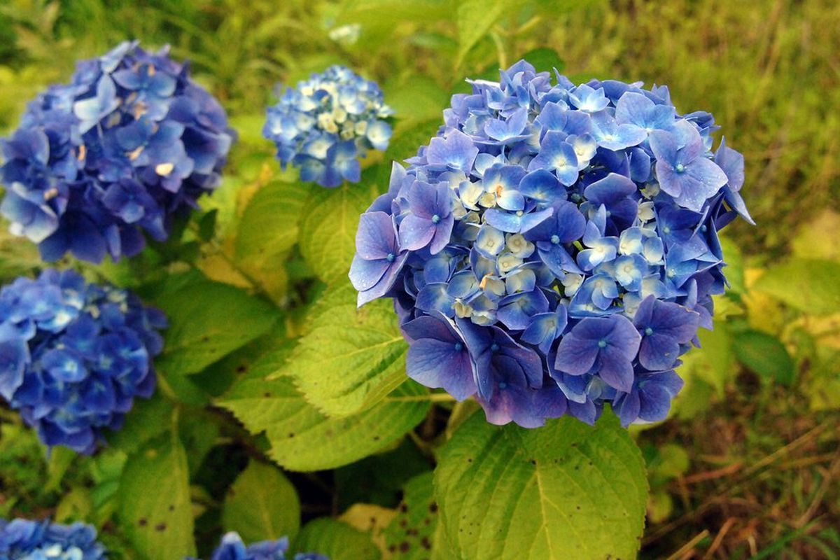 Llegó la estación de las flores y así hay que cuidarlas