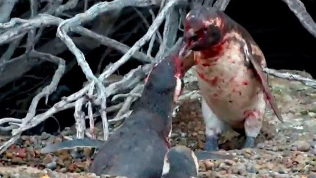 La sangrienta pelea que inició un pingüino cuando encontró a su pareja con un amante
