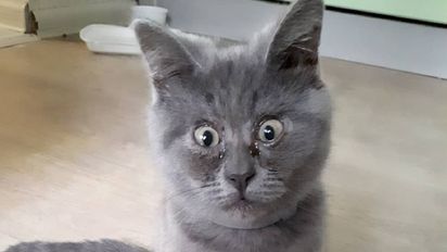 Fedia, el gato sorprendido.