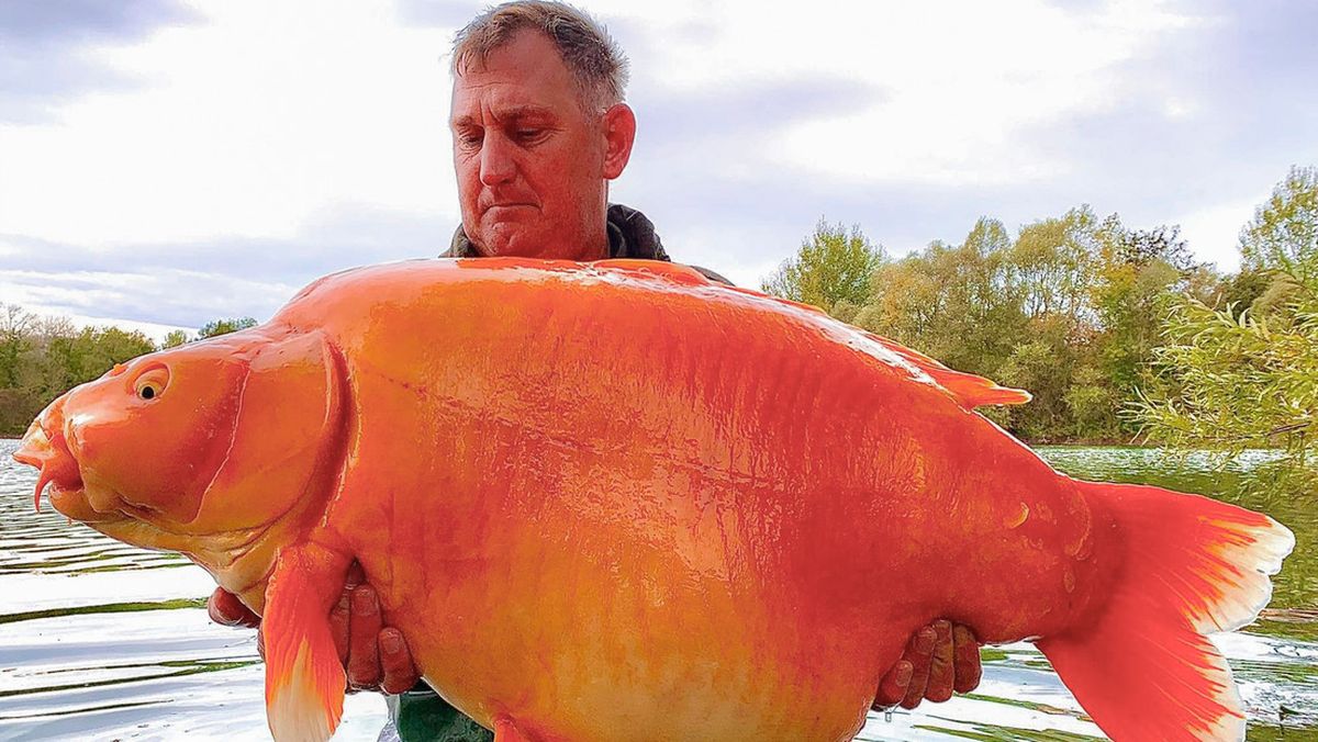 El pez gordo: atraparon a un dorado de 30 kilos