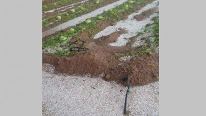 Declararon la emergencia agropecuaria nacional para San Juan
