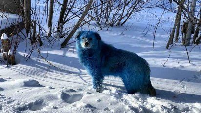 Perros con pelaje azul sorprendieron a una ciudad rusa