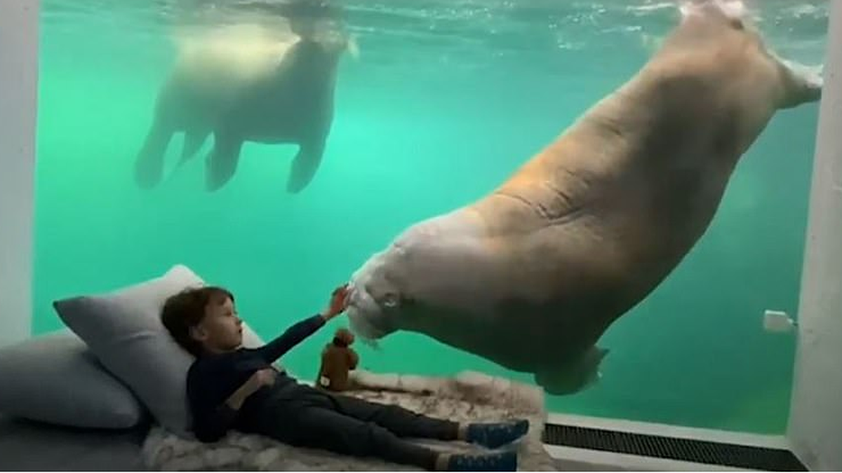 Inauguraron un hotel zoo con animales al otro lado de la ventana