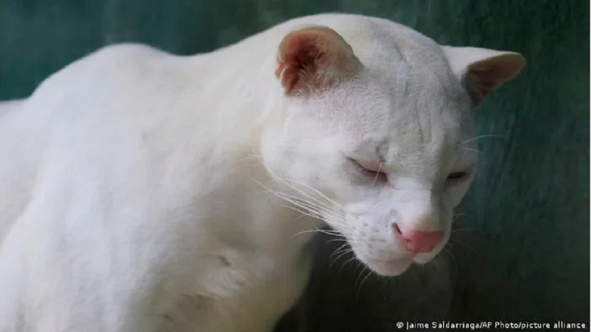 Hallaron en Colombia el único ocelote albino del mundo