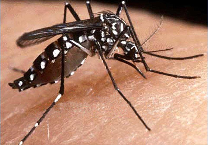 Alerta por dengue: los 6 mitos y verdades sobre las formas de transmisión y prevención