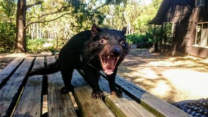Demonios de Tasmania acabaron con 6 mil pingüinos.