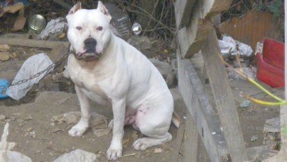 Aquellos perros considerados potencialmente peligrosos deberán tener un chip.