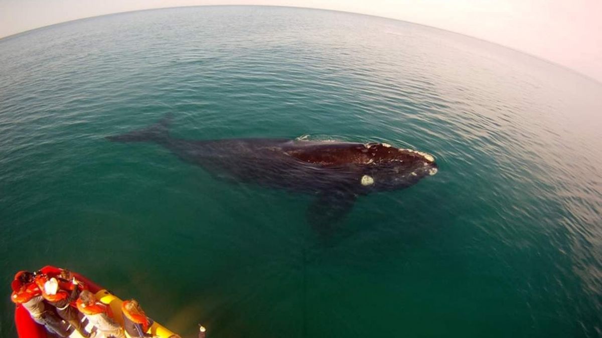 Preocupa la muerte de 7 ballenas en la Península Valdes