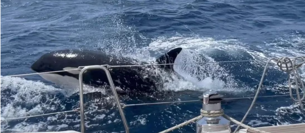 Gladys, la orca que lleva semanas al acecho de barcos