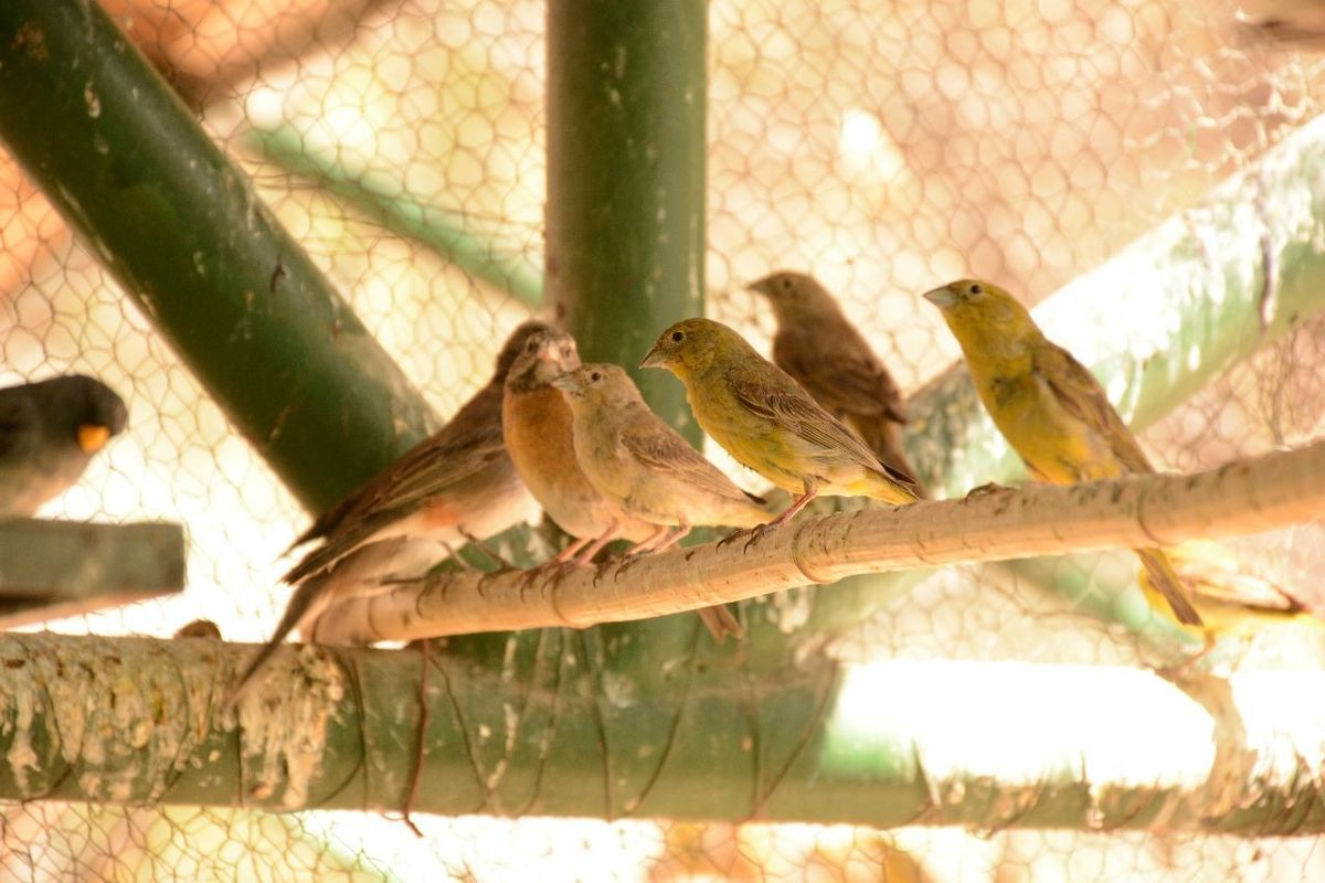 El Parque Faunístico liberará 140 aves autóctonas