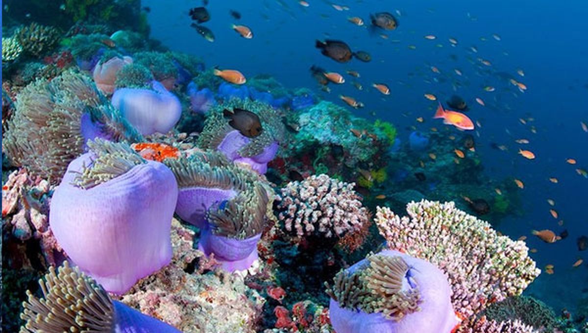 Los arrecifes de coral corren el riesgo de desaparecer a finales de siglo