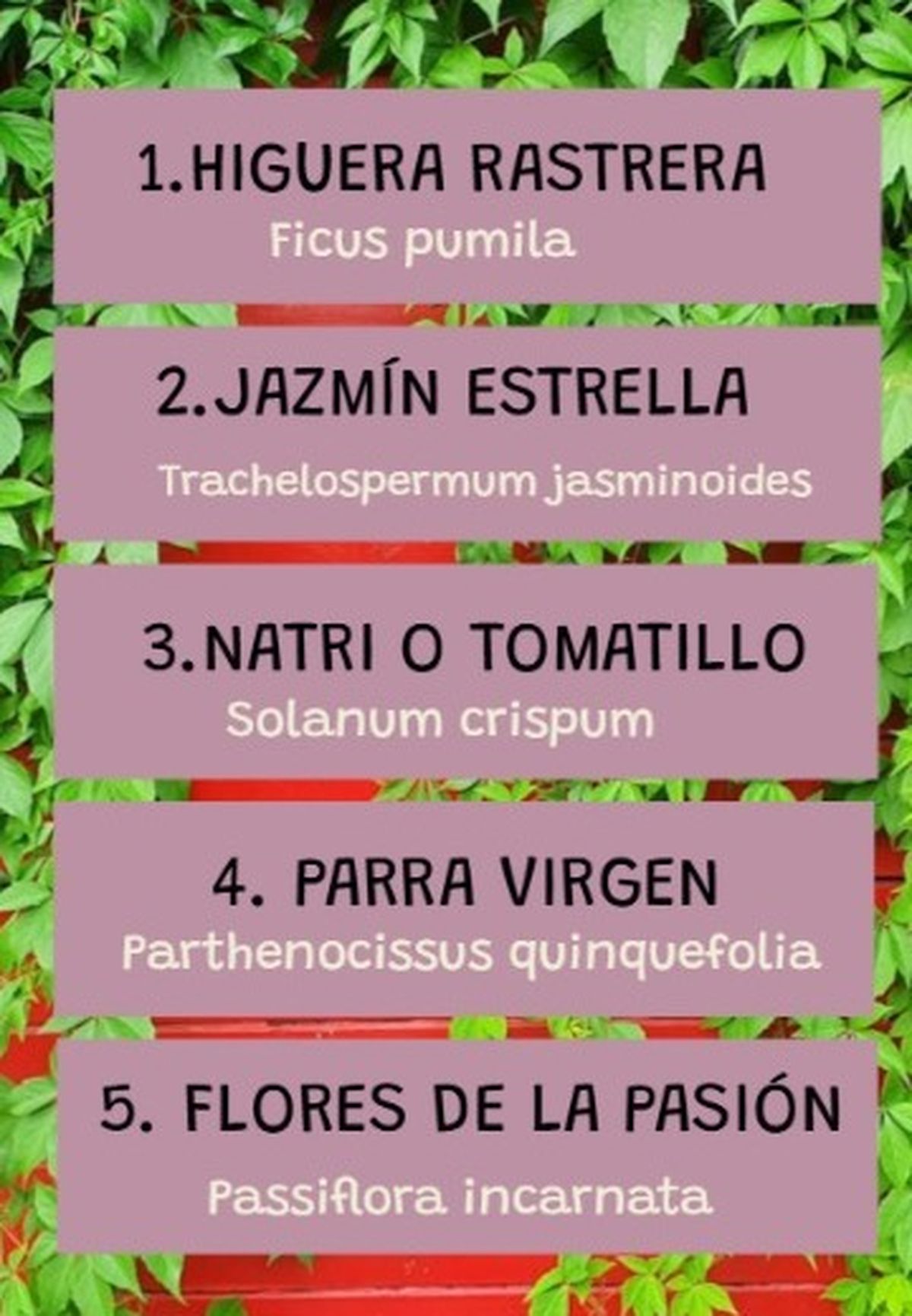 Las cinco plantas trepadoras más fáciles de cultivar