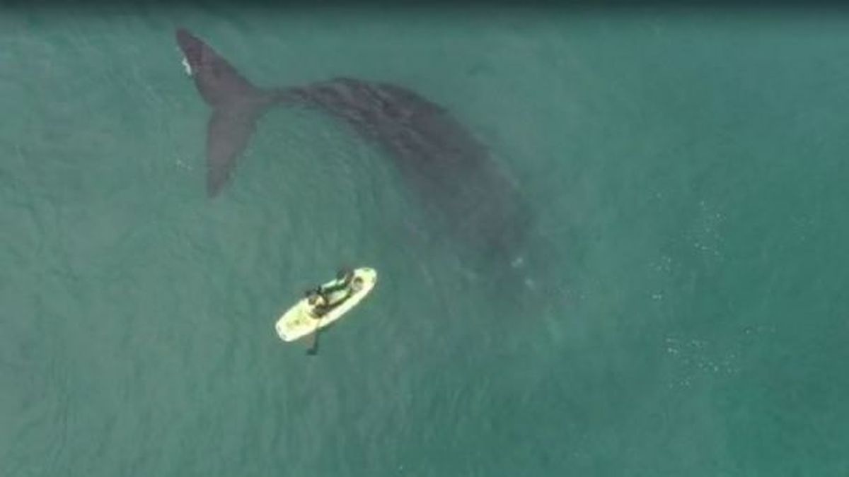Avistaron ballenas a metros de la costa en Necochea