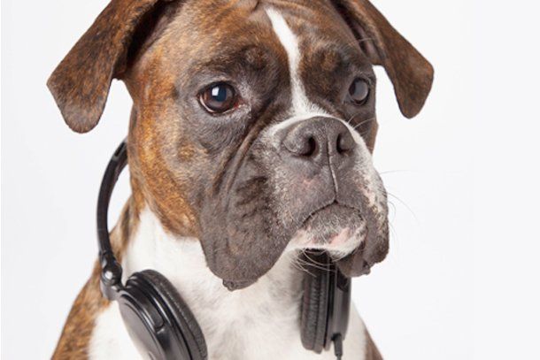 ¿A los perros y los gatos les gusta escuchar música?