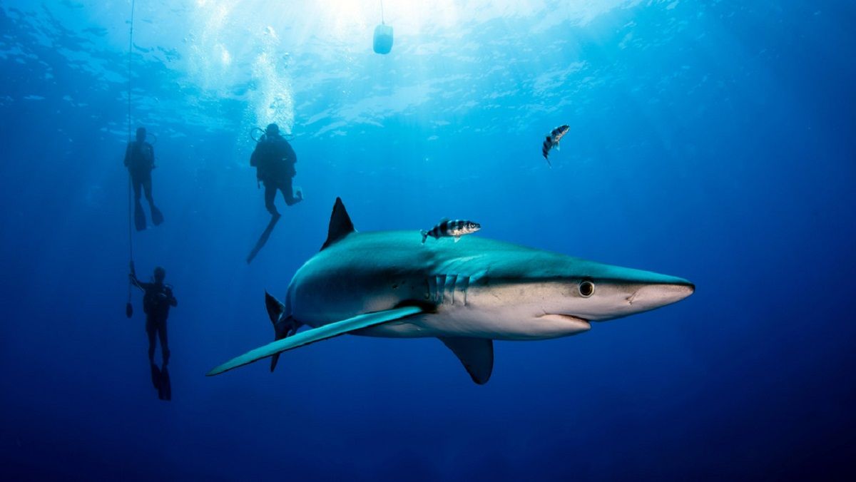 Una manada de delfines ahuyentó a un tiburón que nadaba con un buceador