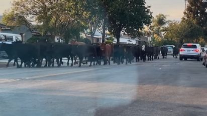 Más de 40 vacas escaparon de un matadero en Estados Unidos.