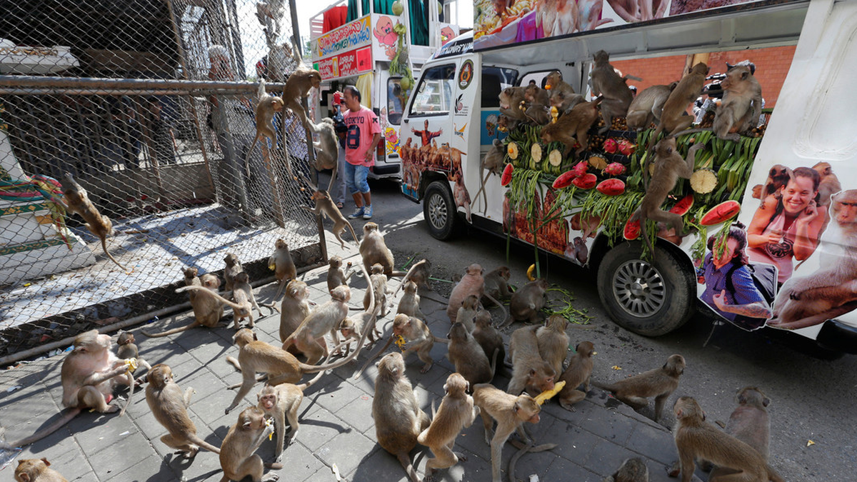 Video Monos Coparon Las Calles De Tailandia Peleando Por Comida 4329