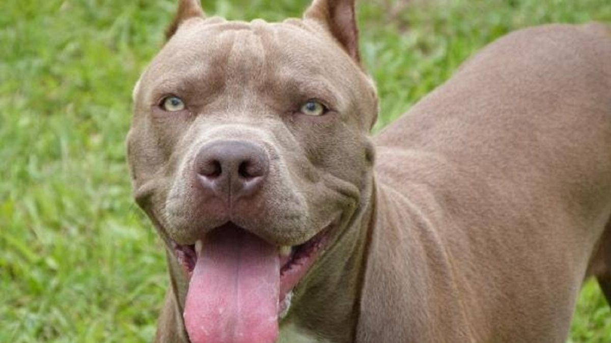 Un pitbull mató a una nena de 10 años: el dueño del perro está prófugo