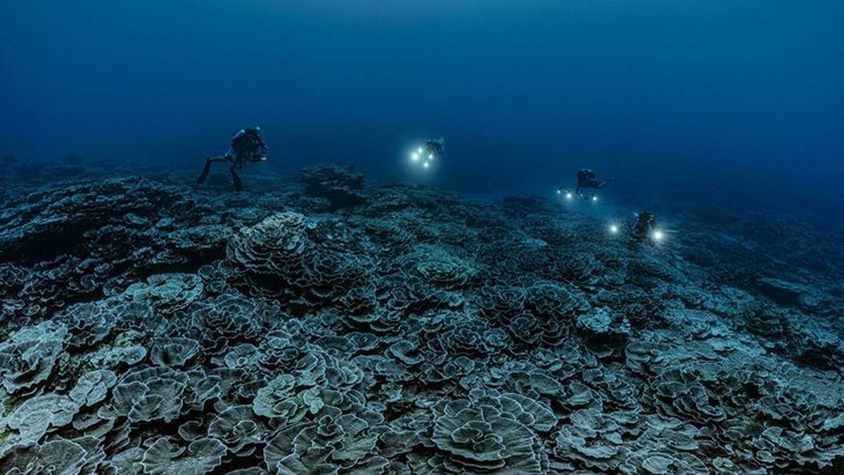 Hallaron un arrecife con corales gigantes en Tahití