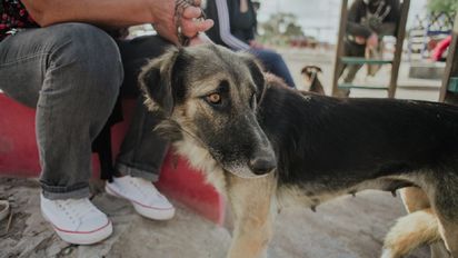Harán un relevamiento de animales domésticos en toda la provincia