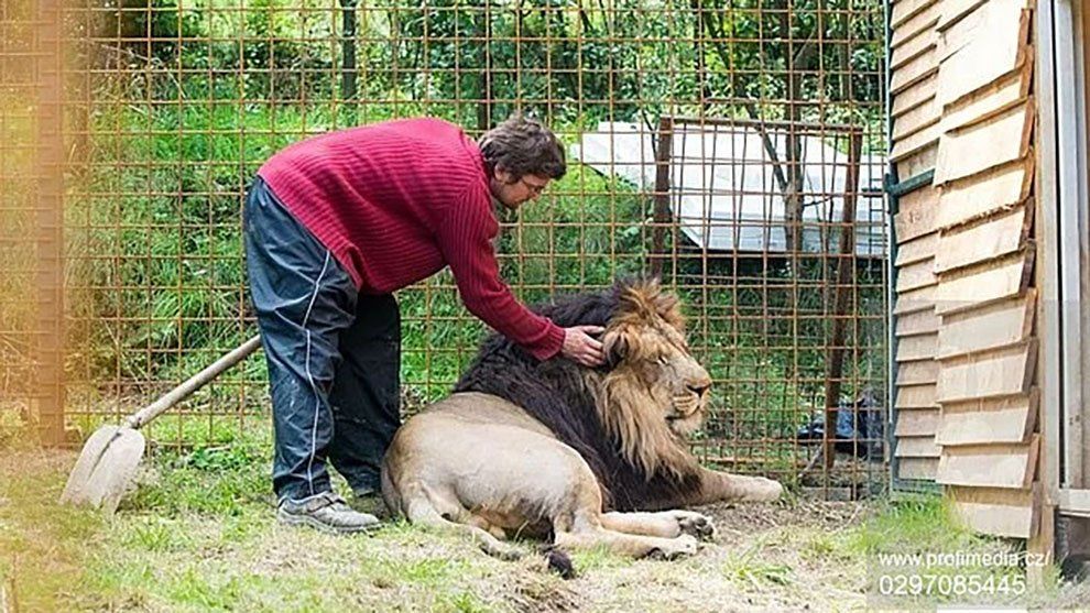 Criaba a un león en el patio de su casa y terminó devorado por él