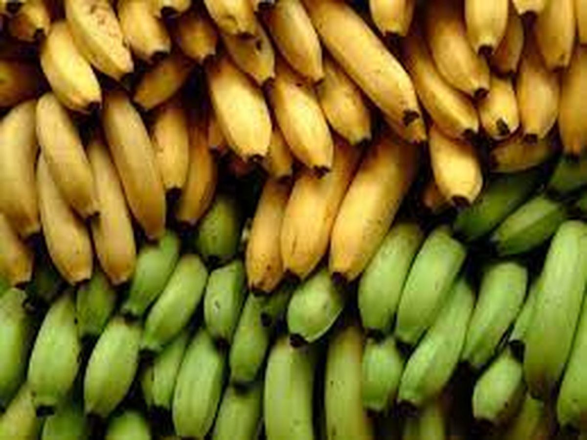 Comer una banana verde al día podría evitar el riesgo de cáncer