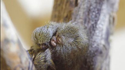 ¿Los animales también se enamoran?: la mirada de un especialista
