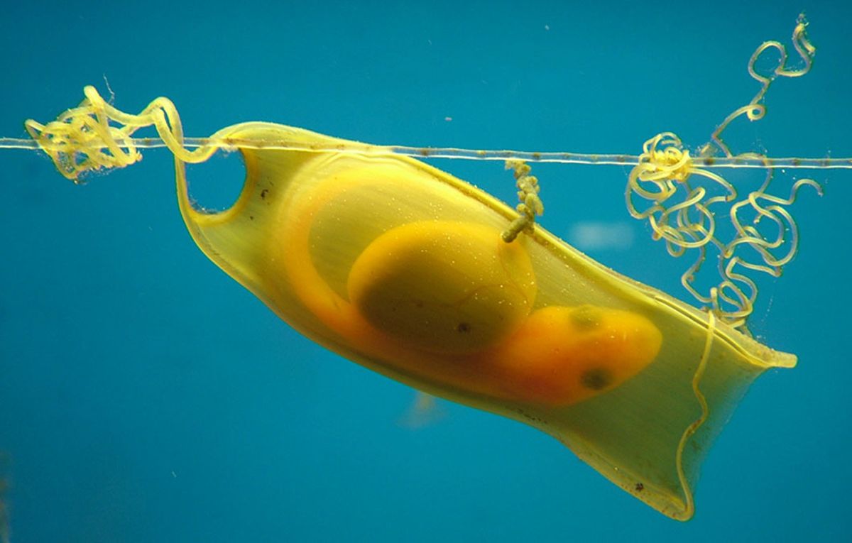 ¿Qué animal es el que pone el huevo más grande?