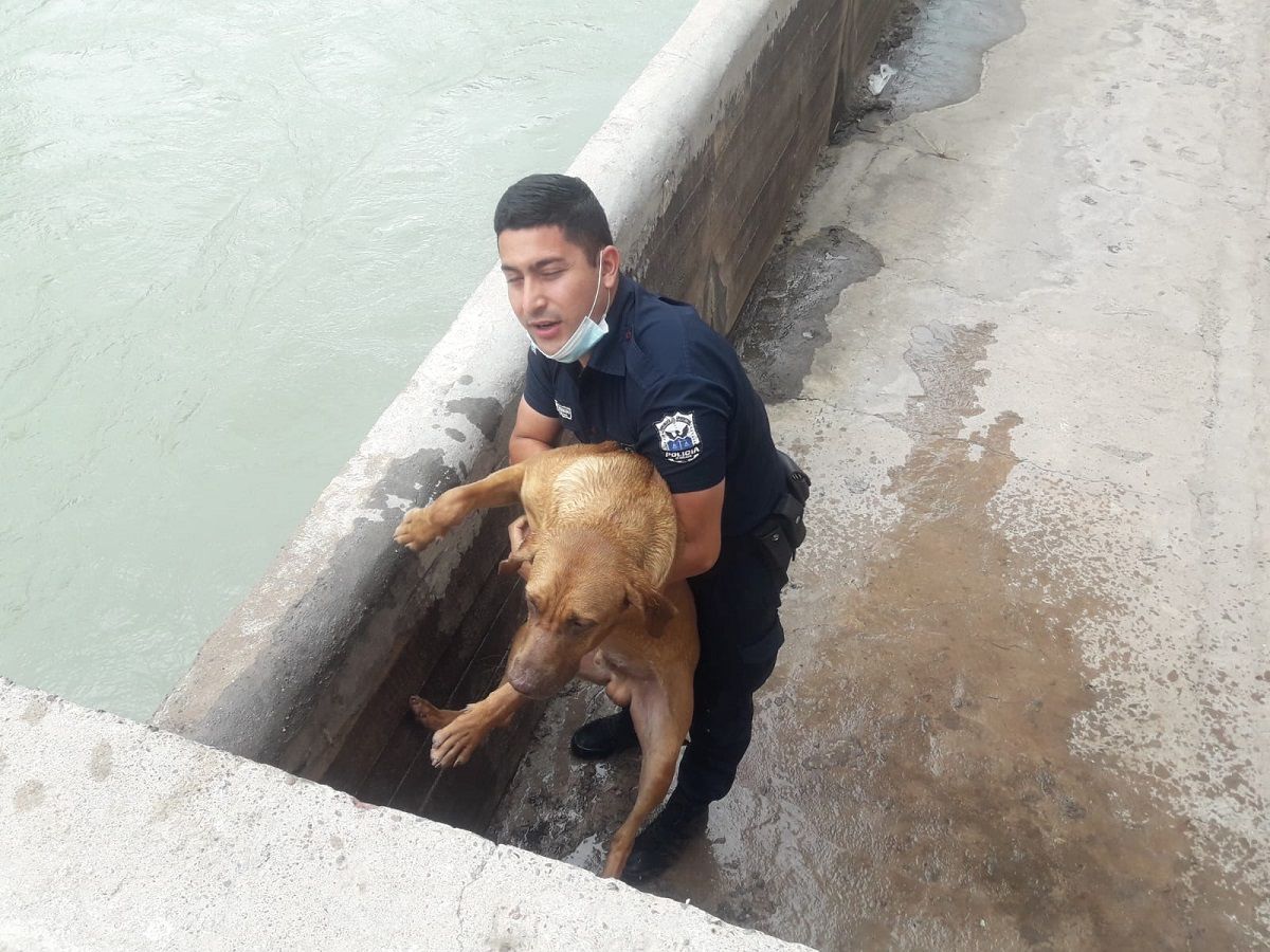 Un policía salvó a un perro tras caer a un canal.