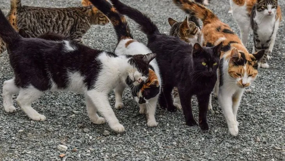 Advierten que los gatos son ariscos y esperan rescatarlos este jueves