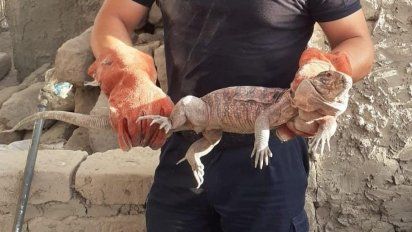 La iguana que fue hallada en Pocito.
