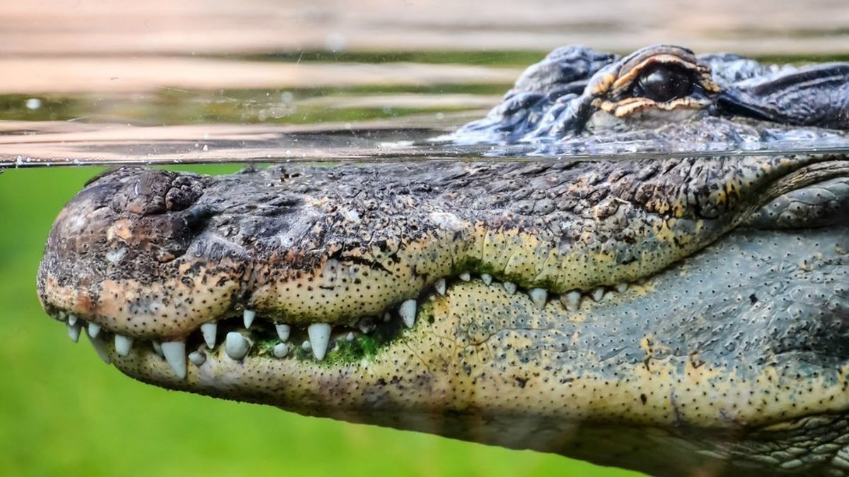 Encontraron en su piscina a un cocodrilo sobre un cocodrilo inflable