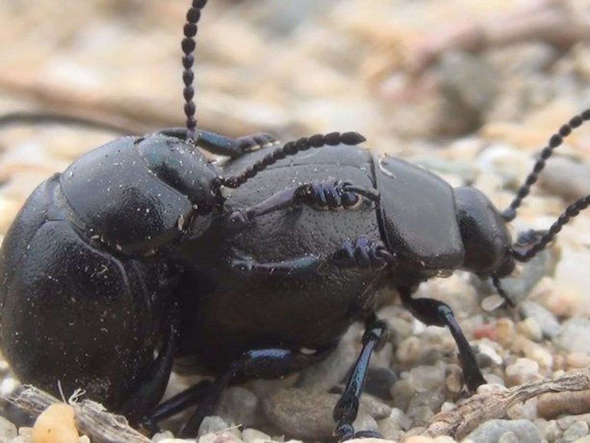 Los escarabajos oscuros machos practican sexo oral