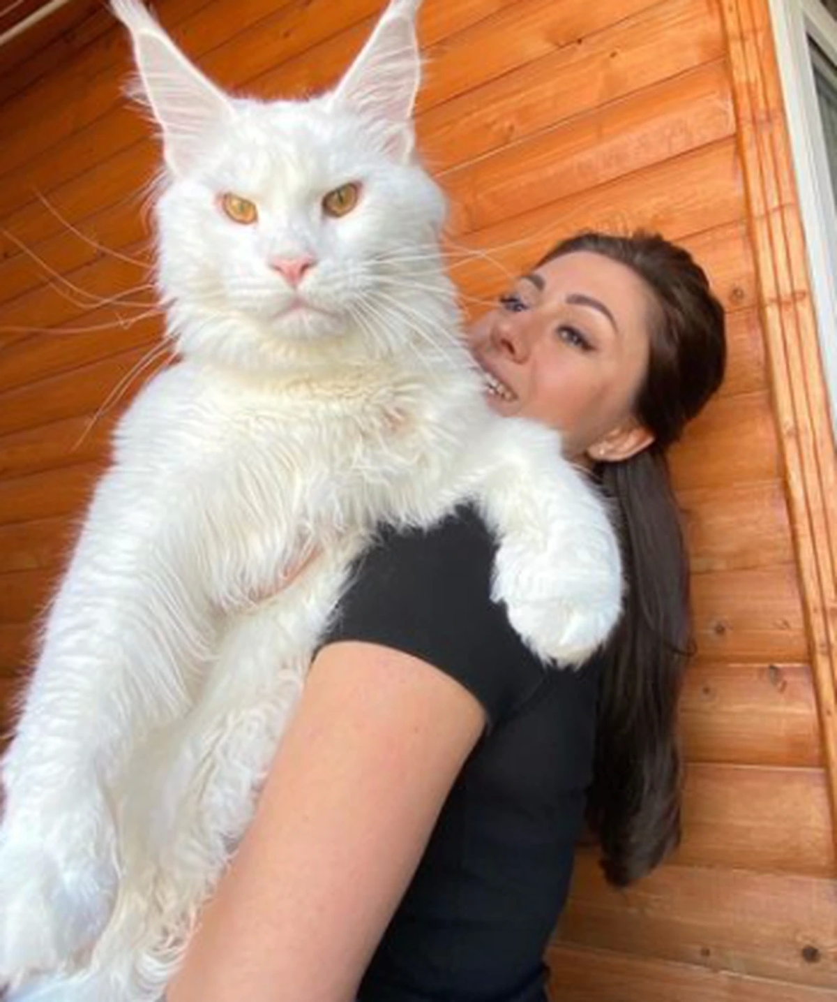 Kerif, el súper gato que mide más de 1 metro y pesa 12 kilos