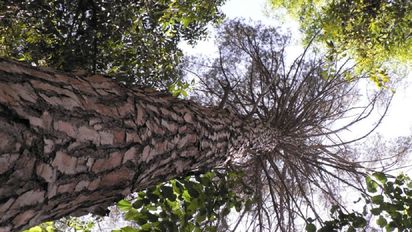 Elaboran un plan de reforestación para combatir la isla de calor